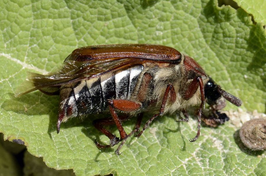 Grosso maggiolino: Melolontha melolontha.